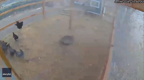 Caught on camera: Colorado dust devil swoops through chicken coop