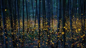 Fireflies find romance by glowing in the dark