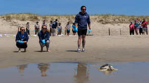 Something to shell-ebrate: 26 rehabilitated sea turtles released back into the Atlantic