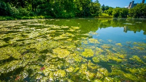 Hidden hazard: How to stay safe from harmful algal blooms this summer