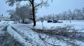 Why late spring snow weighs heavier on tree branches causing limbs to break
