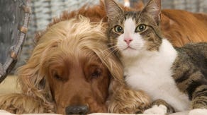 These 5 pests pester your pets more during warmer weather