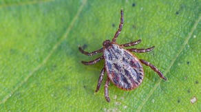 Pennsylvania lab sees uptick in ticks as warm fall weather proves prime for parasites