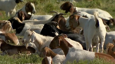 Just 'kid'ding around: California turns to grass-powered option to reduce risk of wildfires