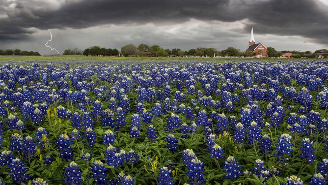 A storm brews above a sea of bluebonnets.