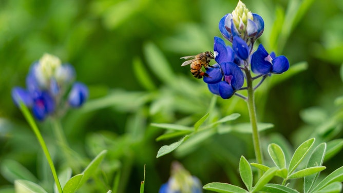 A bee rests on a bluebonnet. Bluebonnets supply bees and other pollinators with nectar.