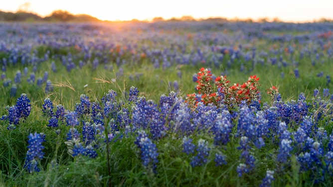 A field of bluebonnets, with a lone bush of red bluebonnets.