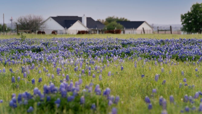 Bluebonnets paint a Texas field in blue.