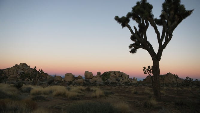 A Joshua tree stands at Joshua Tree National Park.