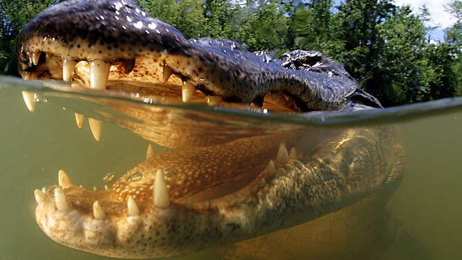 Swimming With Alligators