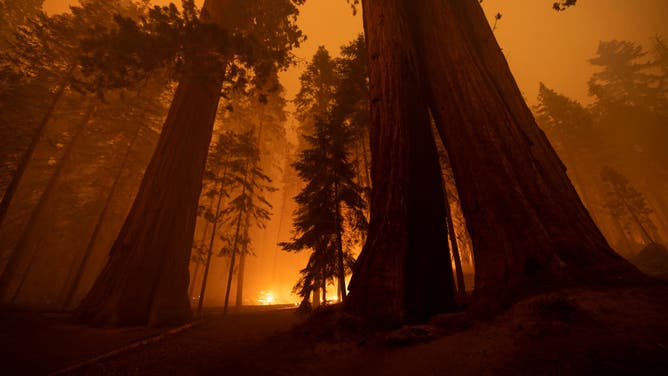 The Windy Fire blazes through the Long Meadow Grove of giant sequoia trees near The Trail of 100 Giants overnight in Sequoia National Forest on September 21, 2021 near California Hot Springs, California. As climate change and years of drought push wildfires to become bigger and hotter, many of the worlds biggest and oldest trees, the ancient sequoias, have been killed. The giant trees are among the worlds biggest and live to more than 3,000 years, surviving hundreds of wildfires throughout their lifespans. The heat of normal wildfire of the past helped the trees reproduce but increasing fire intensity can now kill them. A single wildfire, the Castle fire, destroyed as much as 14 percent of all the worlds giant sequoias in 2020. (Photo by David McNew/Getty Images)