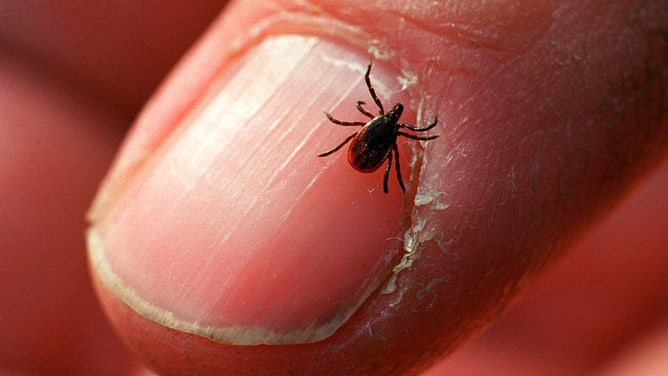 An adult deer tick.