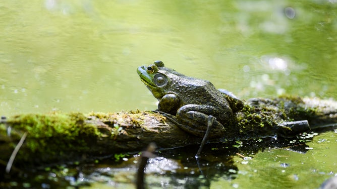 An American bullfrog sits by the water.