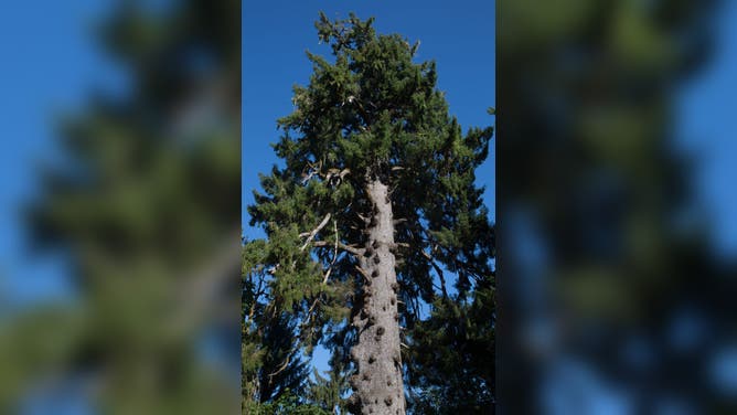 QUINAULT, WA - SEPTEMBER 12: The world largest Sitka spruce (191 feet tall-59 feet in circumference) is found to be growing in the Quinault Rain Forest near Lake Quinault on September 12, 2021, in Quinault, Washington. Olympic National Park is located in the State of Washington on the Olympic Peninsula and defined by four distinct regions: the Pacific coastline, alpine areas, the west-side temperate rainforest, and the forests of the drier east side. (Photo by George Rose/Getty Images)