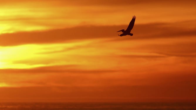 Silhouette of a California brown pelican, which has been on the Endangered Species List since the 1970s.