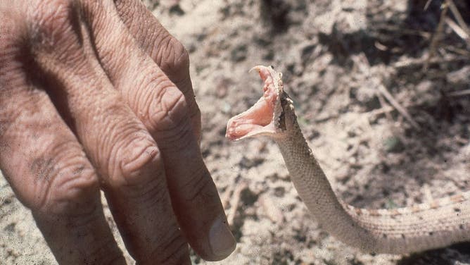 what happens if a dog gets bit by a rattlesnake