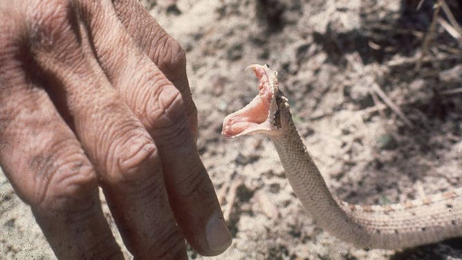 Poisonous Cobra Dies After Being Bitten by 8-Year-Old Boy