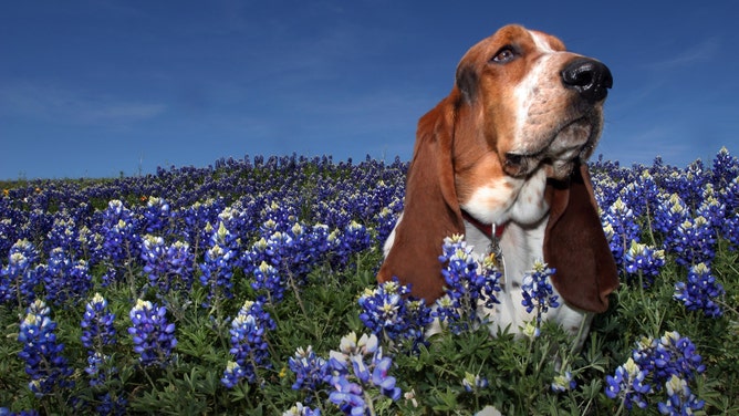 A field of bluebonnets surround a basset hound in Texas.