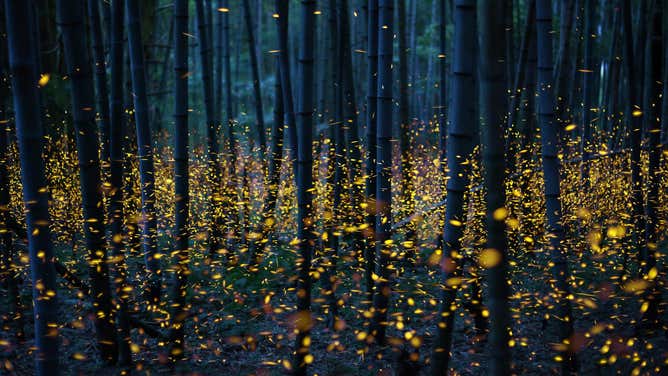 Fireflies light up a forest.