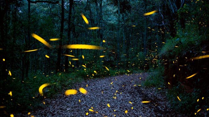 Fireflies illuminate a path through a forest.