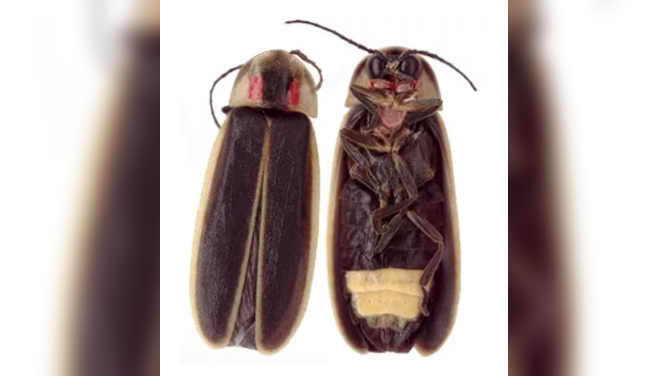 Synchronous fireflies produce light in their lanterns, the pale area of the abdomen visible on the underside of the insect above.