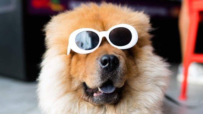 Dog Sunglasses