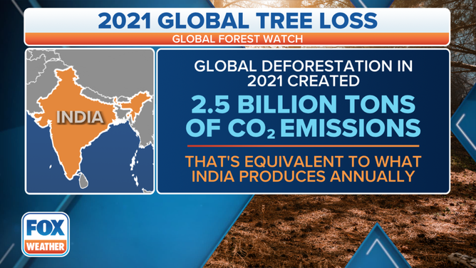 Global forest loss created 2.5 billion tons of carbon dioxide emissions in 2021.