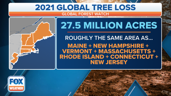 Globally more than 27.5 acres were lost in 2021, according to data from the University of Maryland and Global Forest Watch