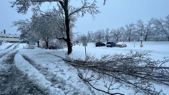 Branches heavy with snow in Binghamton, New York. (Image: Katie Byrne/FOX Weather)