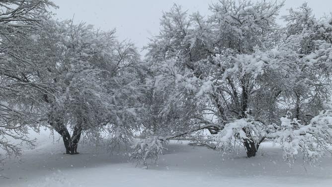 Branches heavy with snow in Berkshire, New York. (Image: Brian Donegan/FOX Weather)