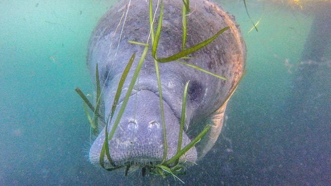 Manatee