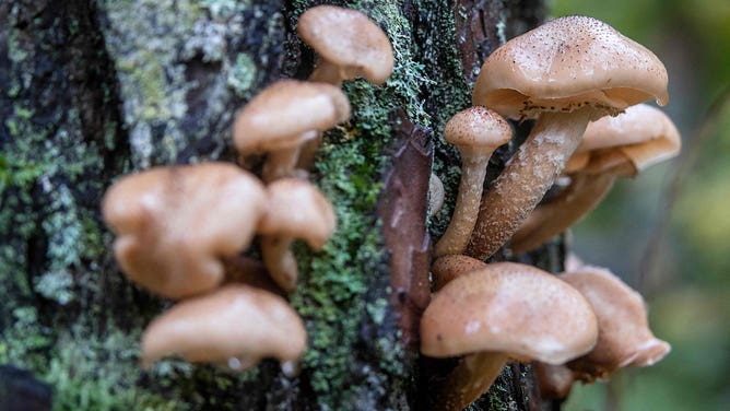 Mushrooms and forests