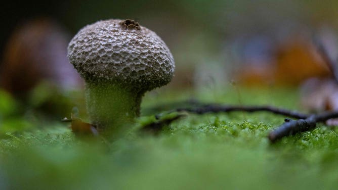 Mushrooms and forests