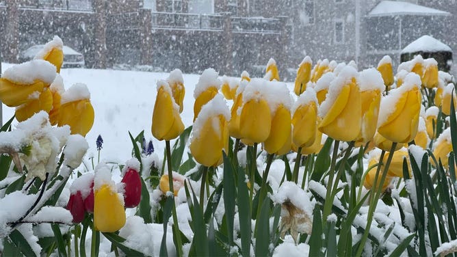 Snow covers tulips in Cumberland, Maryland on April 18, 2022.