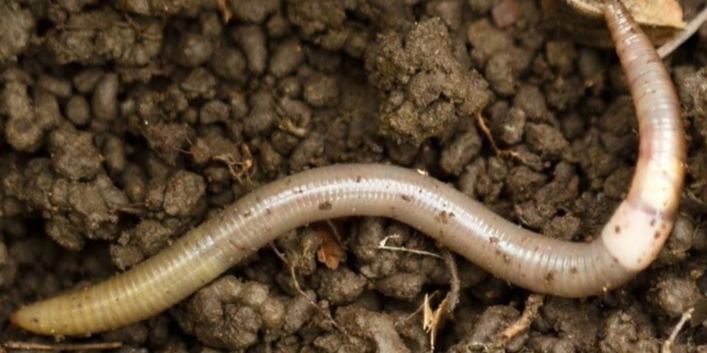 Jumping worms that trash ecosystems could be wriggling through