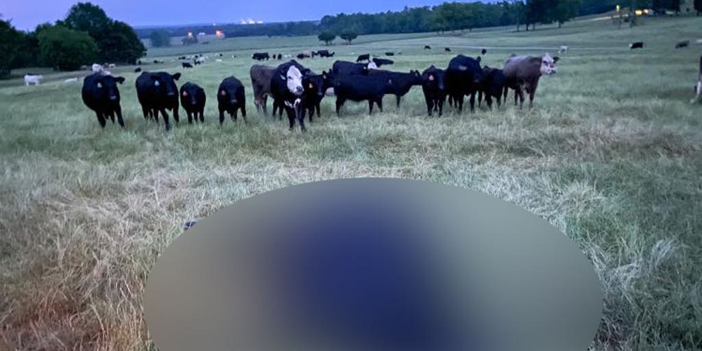 Lightning kills cow 'on the spot,' prompting warning from farmer Fox