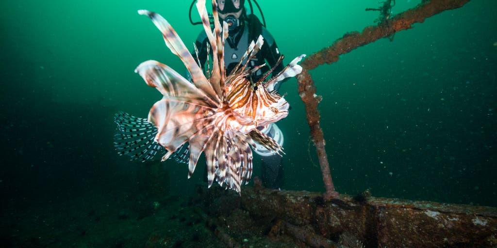 Harvest lionfish, win prizes:' Florida's Lionfish Challenge is on