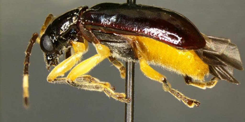 Mexican fruit sent packing after border patrol finds rare beetle | Fox Weather