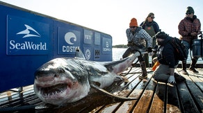 Shark-tracking app lets you spy on this 1,000-pound great white from safety of shore