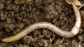 Jumping worms that trash ecosystems could be wriggling through your garden