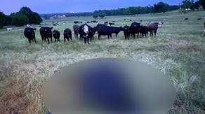 Lightning kills cow 'on the spot,' prompting warning from farmer