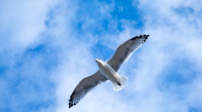 How birds navigate the clouds