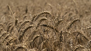 Drought could cut Oklahoma's wheat production in half