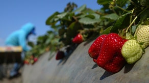 How technology is keeping affordable strawberries on your table