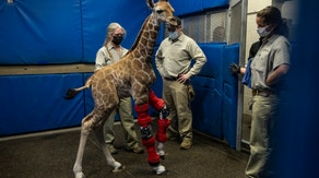 Walking tall: Leg braces give San Diego giraffe calf new lease on life