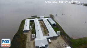 'Ain't nobody here but us chickens': Flooding turns egg farm into island