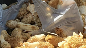 Mushroom bonanza! Iowans haul in a true food delicacy