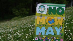 'No Mow May' – not lazy, just saving the bees