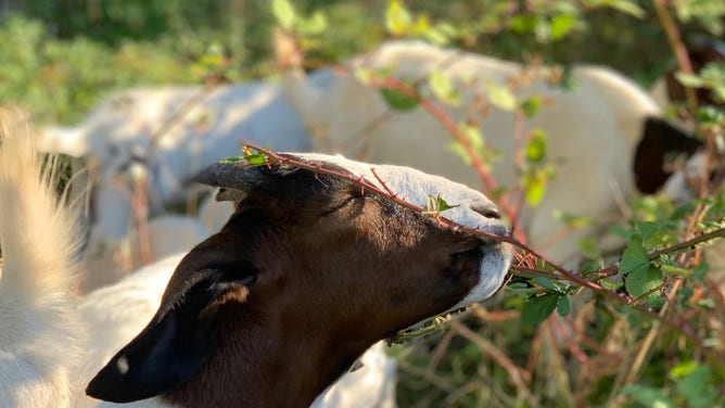 Goats at Antiquum Farm in Junction City, Oregon. (Image credit: Antiguum Farm/Stephen Hagen)