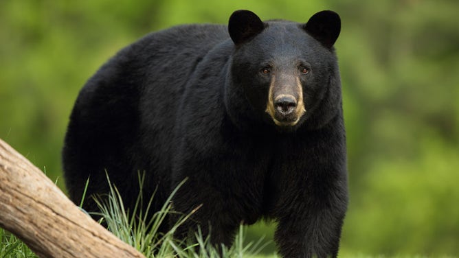 A Balck Bear (USDA Forest Service)